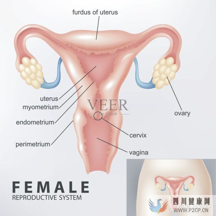 女性妇科那些事儿(10个妇科问题)(图2)