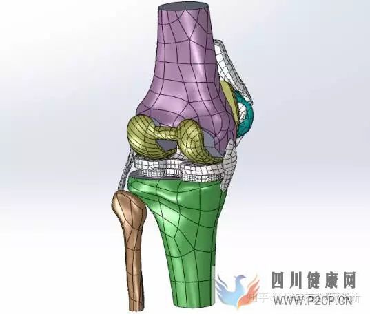 【每日医学】骨科基本知识整理(图5)