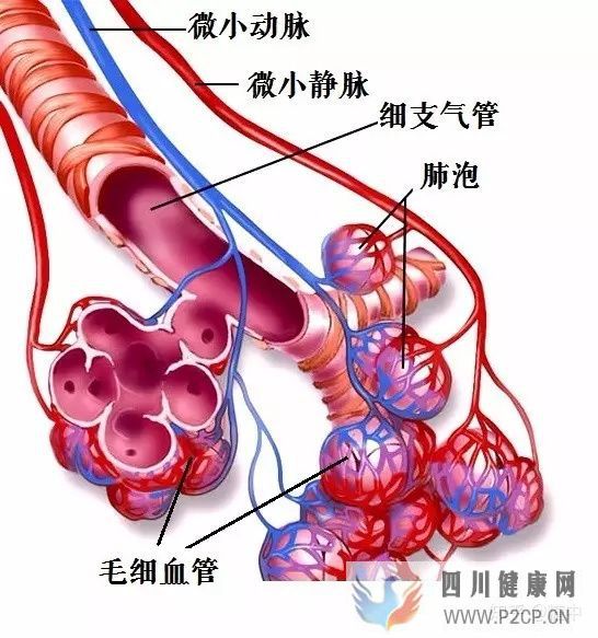 人体最重要的呼吸器官——肺(图4)