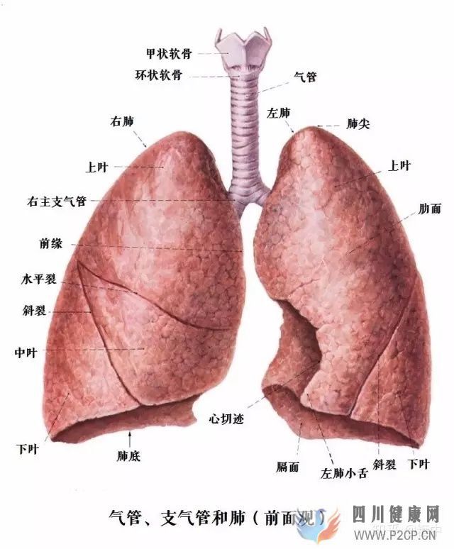 人体最重要的呼吸器官——肺(图2)