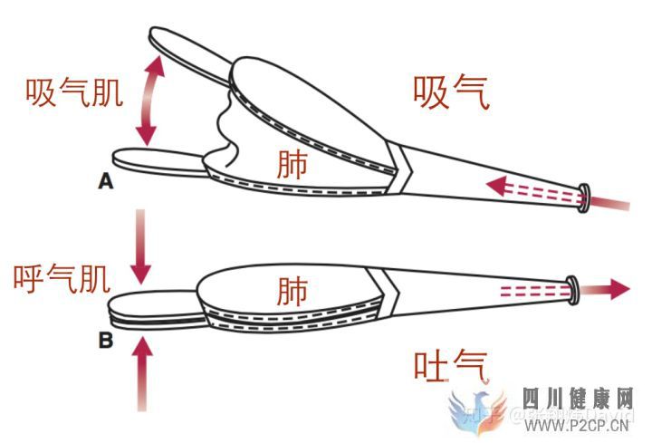 每天呼吸两万次,却没人懂的正确呼吸方式(图6) 每天呼吸两万次,却没人懂的正确呼吸方式(图6)