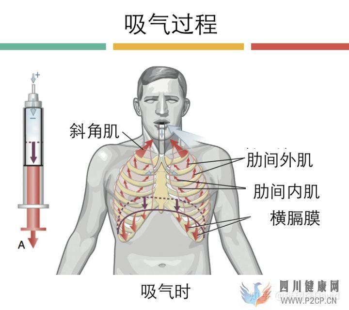 每天呼吸两万次,却没人懂的正确呼吸方式(图8) 每天呼吸两万次,却没人懂的正确呼吸方式(图8)
