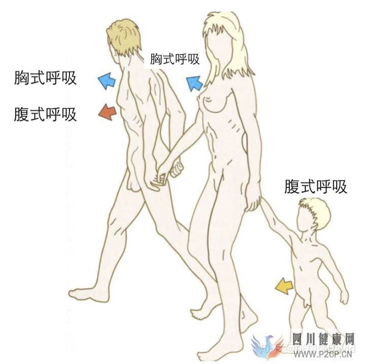 每天呼吸两万次,却没人懂的正确呼吸方式(图11) 每天呼吸两万次,却没人懂的正确呼吸方式(图11)