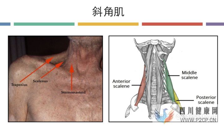 每天呼吸两万次,却没人懂的正确呼吸方式(图13) 每天呼吸两万次,却没人懂的正确呼吸方式(图13)