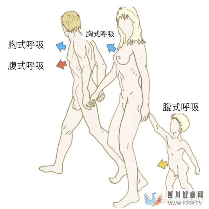 每天呼吸两万次,却没人懂的正确呼吸方式(图12) 每天呼吸两万次,却没人懂的正确呼吸方式(图12)