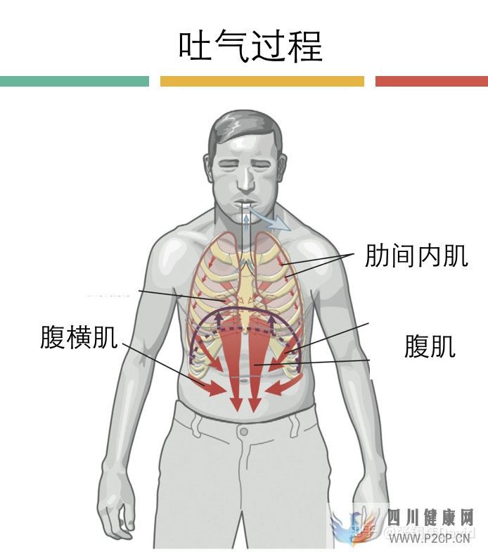 每天呼吸两万次,却没人懂的正确呼吸方式(图18) 每天呼吸两万次,却没人懂的正确呼吸方式(图18)