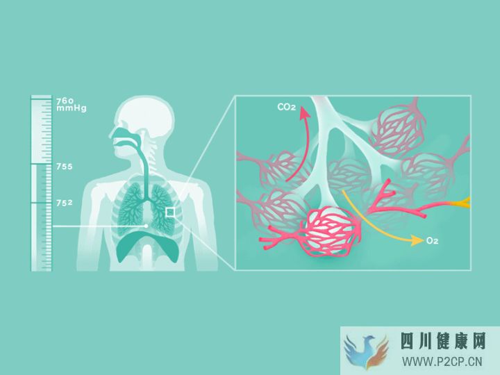 呼吸的时候,身体里正在发生什么(图2) 呼吸的时候,身体里正在发生什么(图2)