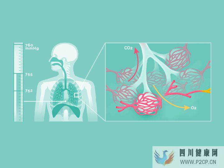 呼吸的时候,身体里正在发生什么(图2)