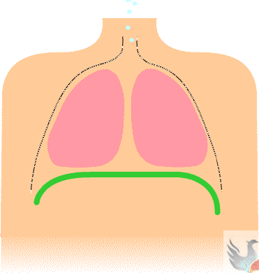 呼吸的时候,身体里正在发生什么(图3)