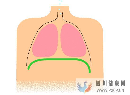 呼吸的时候,身体里正在发生什么(图4) 呼吸的时候,身体里正在发生什么(图4)