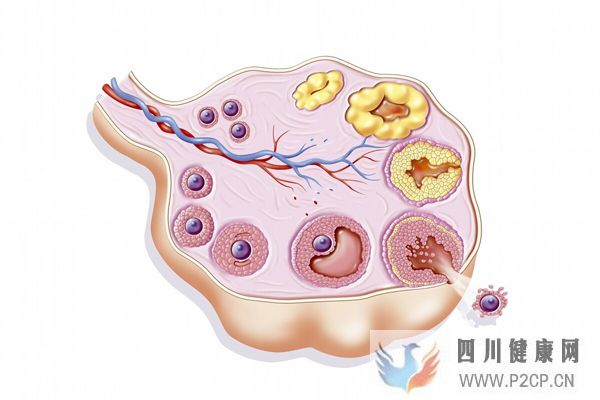 大龄女性只有4~8个卵泡，美国试管婴儿成功率能达到多少？(38岁做试管婴儿成功率有多少)(图1)