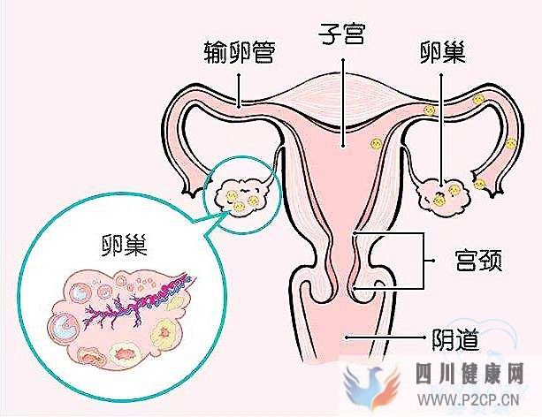 排卵障碍能做试管婴儿吗?成功率多少?(38岁做试管婴儿成功率有多少)(图1) 排卵障碍能做试管婴儿吗?成功率多少?(38岁做试管婴儿成功率有多少)(图1)