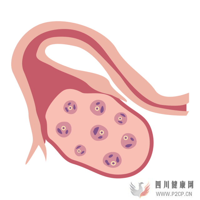 干货女性取卵全过程(两个女生试管婴儿怎么做的全过程)(图3) 干货女性取卵全过程(两个女生试管婴儿怎么做的全过程)(图3)