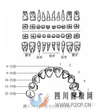 口腔的生理结构(图1)