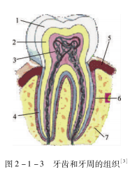 口腔的生理结构(图5)
