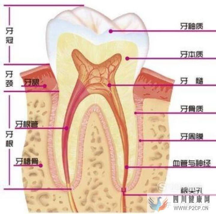 口腔科最基础的知识科普(图1)