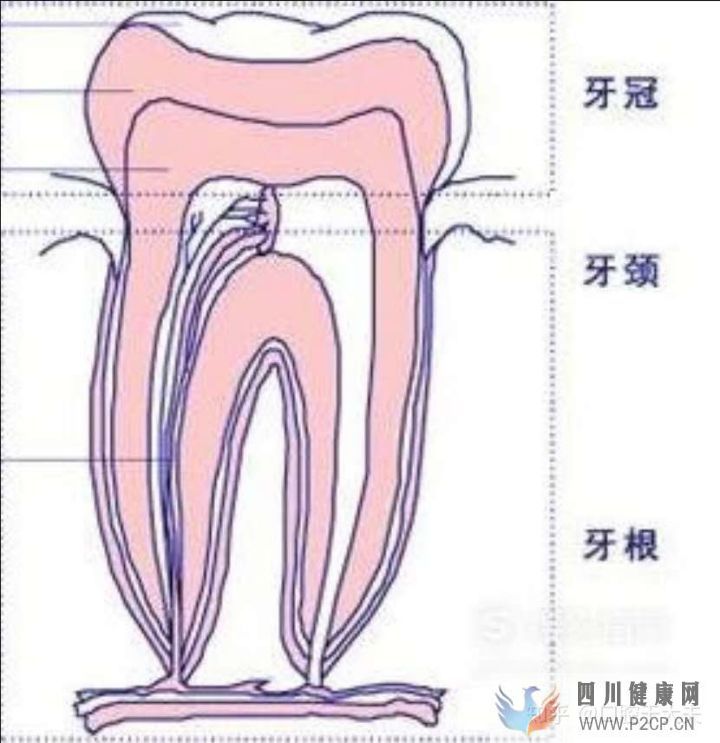 口腔科最基础的知识科普(图4)