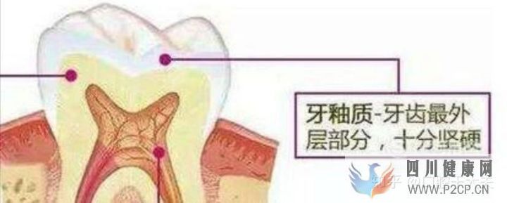 口腔科最基础的知识科普(图6) 口腔科最基础的知识科普(图6)
