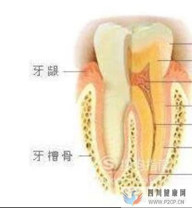 口腔科最基础的知识科普(图7)