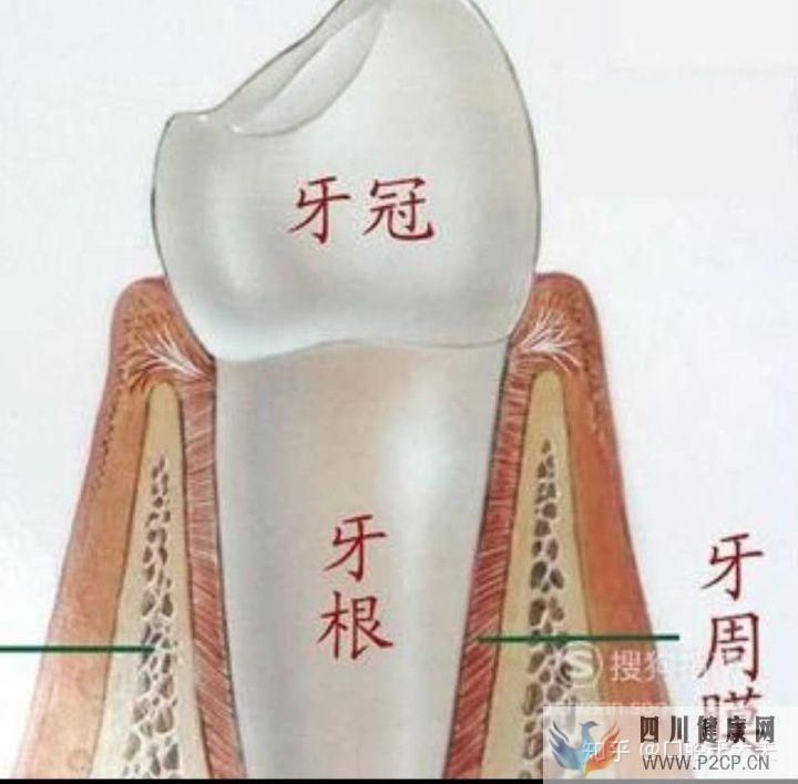 口腔科最基础的知识科普(图9)