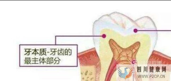 口腔科最基础的知识科普(图13)