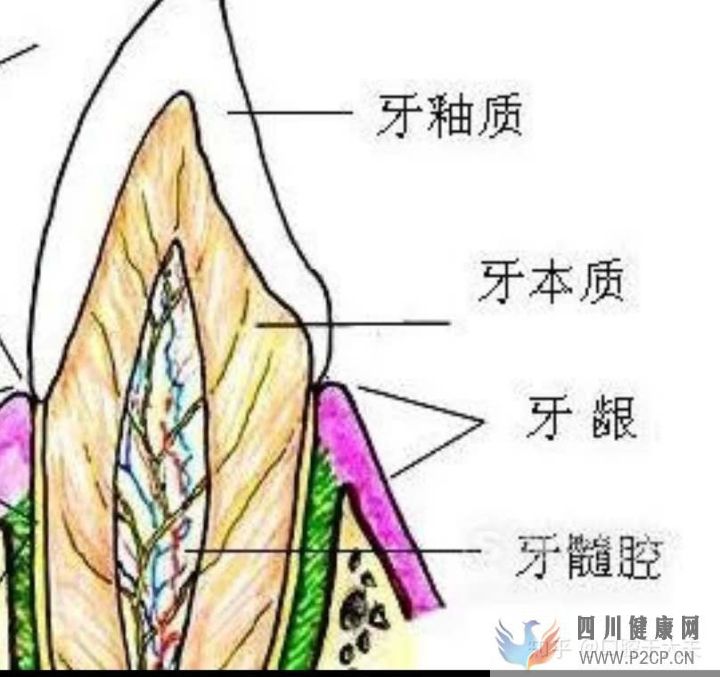 口腔科最基础的知识科普(图12) 口腔科最基础的知识科普(图12)