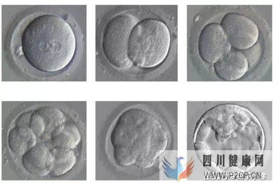 试管婴儿移植后多久算成功(试管婴儿步骤过程详细大概多久)(图1)