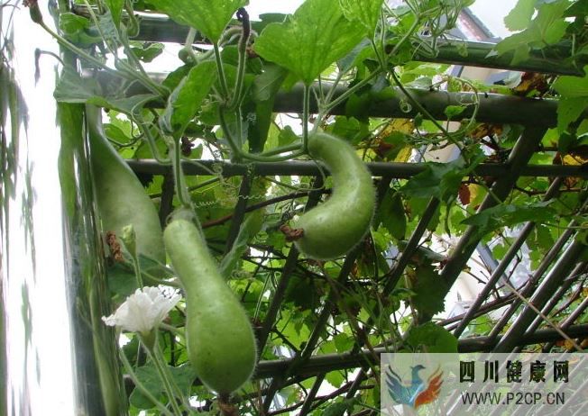 糖尿病能治好吗长期吃这瓜竟然能治糖尿病(图1) 糖尿病能治好吗长期吃这瓜竟然能治糖尿病(图1)