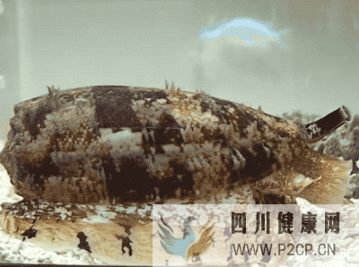 能治糖尿病的胰岛素,也能用来害命(图1) 能治糖尿病的胰岛素,也能用来害命(图1)