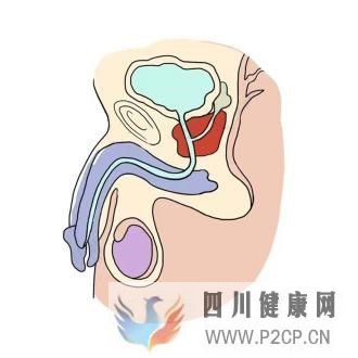 50岁以上的男性，建议做前列腺癌筛查(图1)