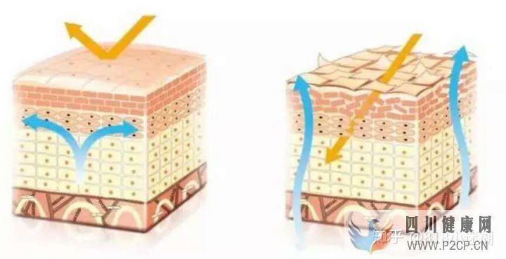 皮肤的基本知识(图2)