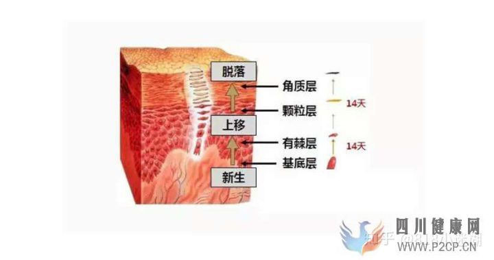 皮肤的基本知识(图4) 皮肤的基本知识(图4)