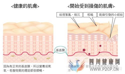皮肤的基本知识(图5) 皮肤的基本知识(图5)