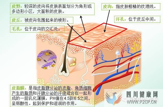 皮肤类型及特点(图1)