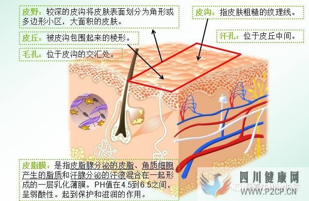 皮肤类型及特点(图2)