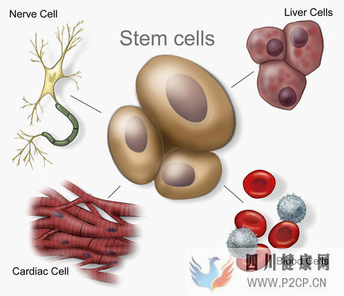 干细胞疗法关于抗衰老效果方面的十问十答(干细胞的效果)(图1)