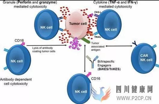 IntJMolSci：当“CAR技术”遇见“干细胞”或会产生不可思议的效果！(干细胞的效果)(图2)