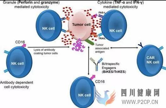 IntJMolSci:当“CAR技术”遇见“干细胞”或会产生不可思议的效果!(干细胞的效果)(图1) IntJMolSci:当“CAR技术”遇见“干细胞”或会产生不可思议的效果!(干细胞的效果)(图1)