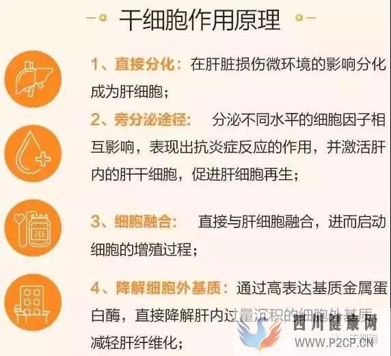 干细胞疗法与疾病治疗(一):肝硬化的干细胞疗法作用原理(干细胞的治疗作用)(图1) 干细胞疗法与疾病治疗(一):肝硬化的干细胞疗法作用原理(干细胞的治疗作用)(图1)