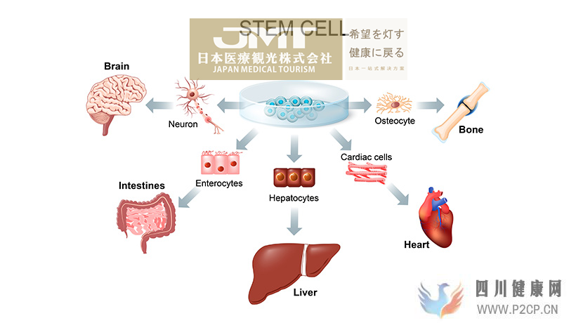 JMT日本干细胞干细胞的分类目前用于治疗的干细胞是？(干细胞的治疗作用)(图3)