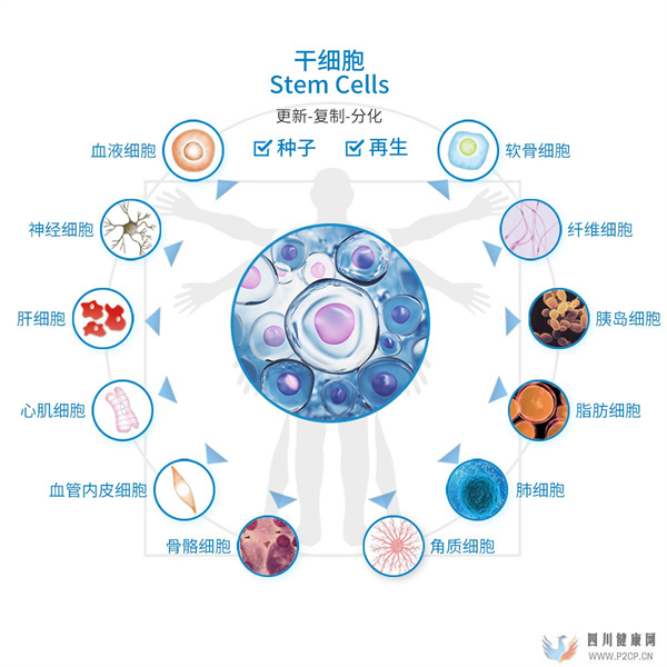 干细胞的主要功效和副作用