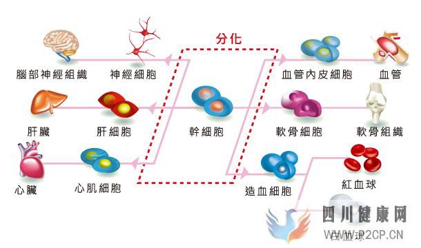 打干细胞的好处和坏处有哪些