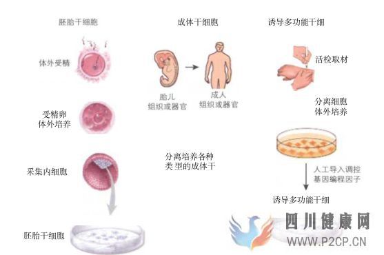 什么是干细胞这里全面解释(干细胞的指的是什么)(图1)