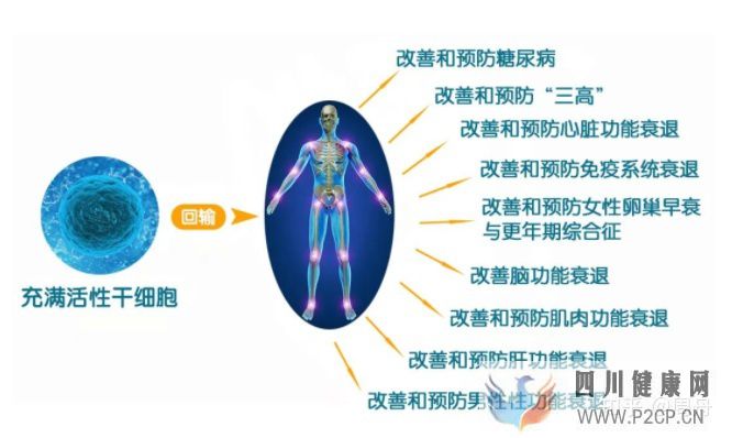 干细胞可中断衰老过程,延长寿命(干细胞的作用和功效能管几年)(图1) 干细胞可中断衰老过程,延长寿命(干细胞的作用和功效能管几年)(图1)