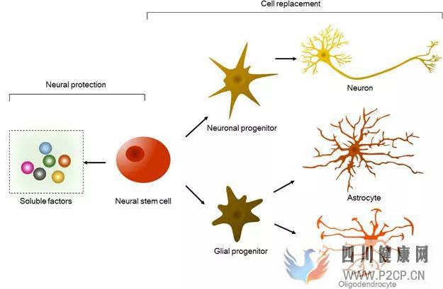 【盘点】再生医学中干细胞和新材料的研究和应用(干细胞的作用和价格表)(图2)