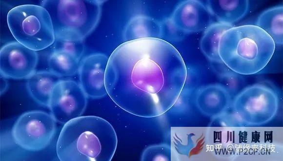 干细胞的八大作用奥克生物干细胞(干细胞的作用与功效)(图1)