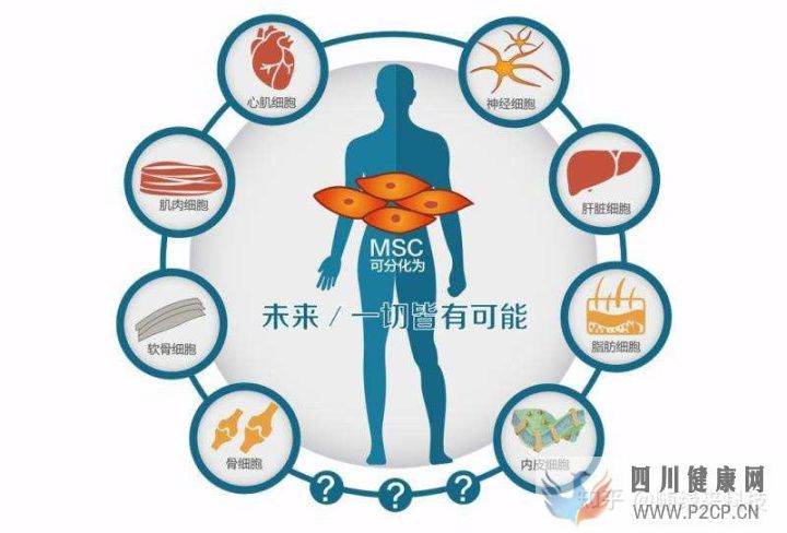 干细胞的八大作用奥克生物干细胞(干细胞的作用与功效)(图5)