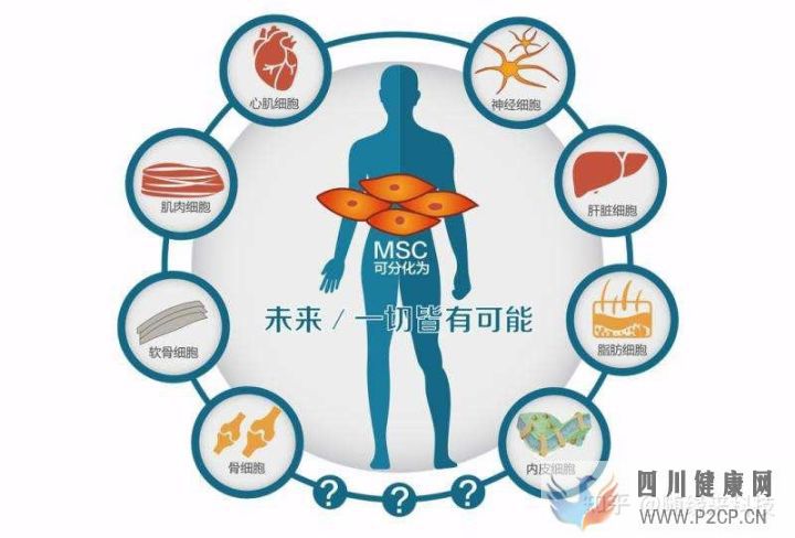 干细胞的八大作用奥克生物干细胞(干细胞的作用与功效)(图6)