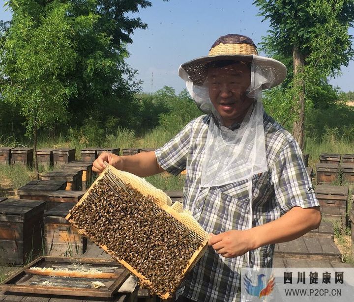 枣花蜜有什么作用与功效蜂蜜的作用与功效(干细胞的作用与功效)(图1)