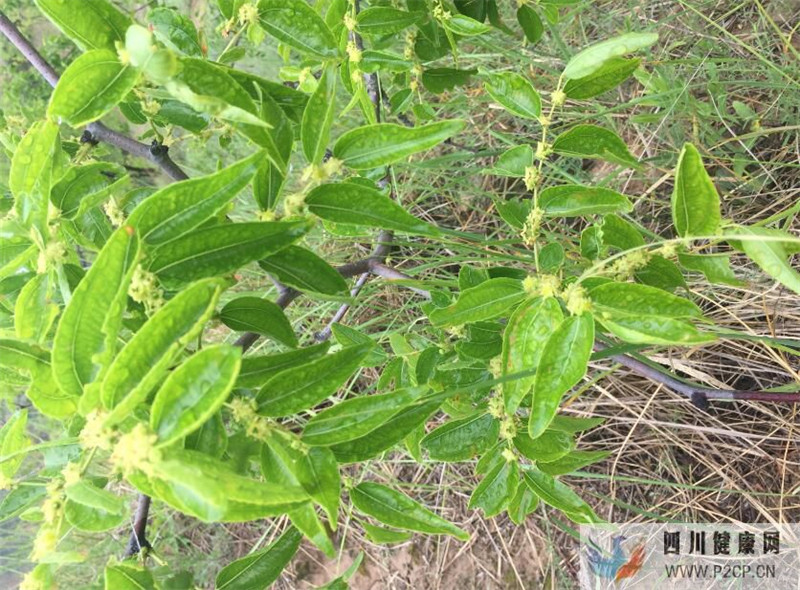 喝枣花蜜的作用与功效红枣蜜的功效与作用(干细胞的作用与功效)(图2) 喝枣花蜜的作用与功效红枣蜜的功效与作用(干细胞的作用与功效)(图2)